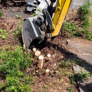 Digging out of trunk and roots with mini excavator. Tree stump removal